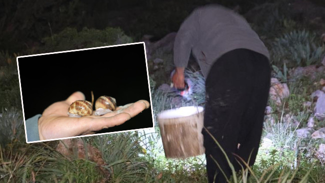 Gece saatlerinde dağlık alanlara çıkıp topluyorlar: Ek gelir kapısı oldu! 35 liradan satıyorlar