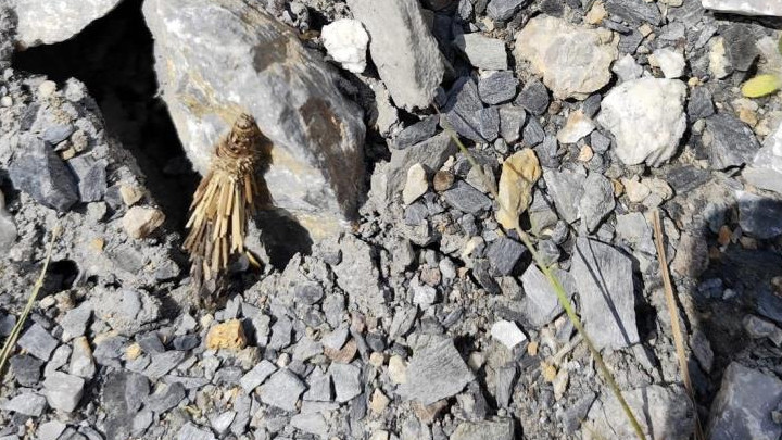 Kamuflaj ustası böcek şaşırttı! Yürüyüş yaparken gördü, çöp parçaları hareket ediyor sandı