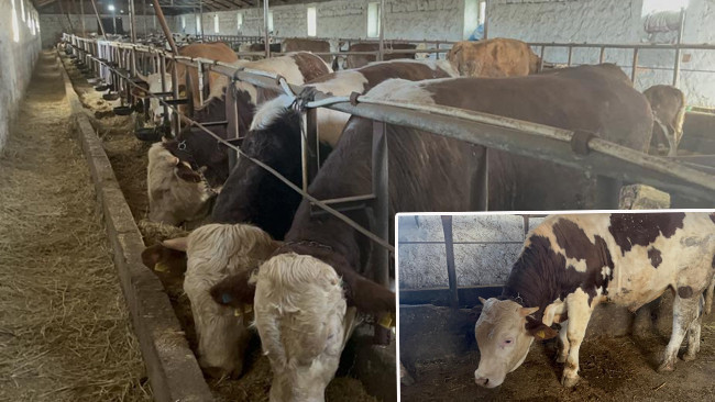 İlçenin adı verildi: Tam 650 kilo! Köyün maskotu haline geldi