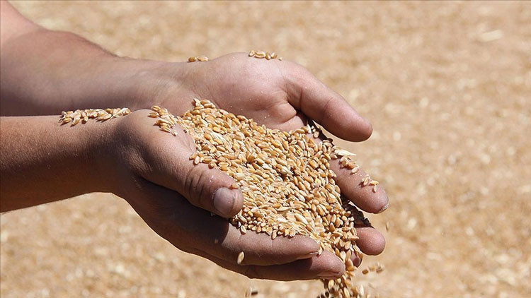 BUĞDAY VE ARPA FİYATLARI 2026 - YENİ TUTARLAR SON DAKİKA | Buğday ve arpa alım fiyatı bu sene ne kadar, kaç TL oldu Hububat buğday ve arpa ton başına alım fiyatı...