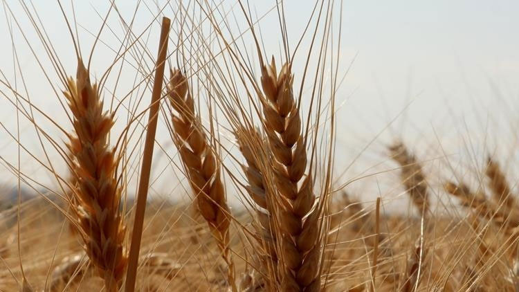 BUĞDAY VE ARPA FİYATLARI 2026 - YENİ TUTARLAR SON DAKİKA | Buğday ve arpa alım fiyatı bu sene ne kadar, kaç TL oldu Hububat buğday ve arpa ton başına alım fiyatı...