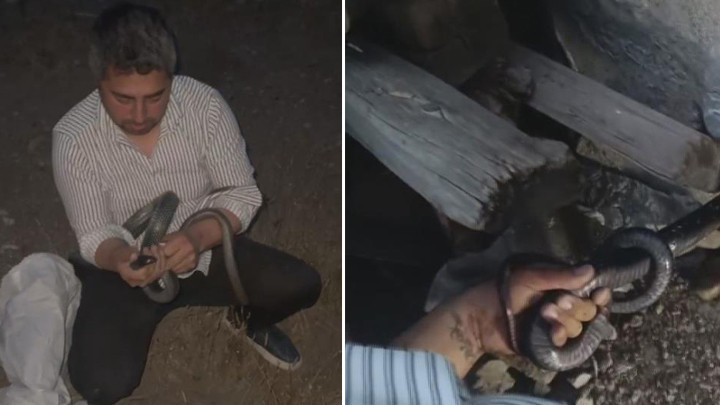 'Yılancı Kemal' koluna dolanan 1 buçuk metrelik 2 yılanı yakaladı