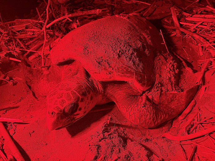 Caretta carettanın yumurtlama anı... Her 1000 yavrudan ancak 2-3 tanesi hayatta kalabiliyor Caretta carettanın yumurtlama anı... Her 1000 yavrudan ancak 2-3 tanesi hayatta kalabiliyor