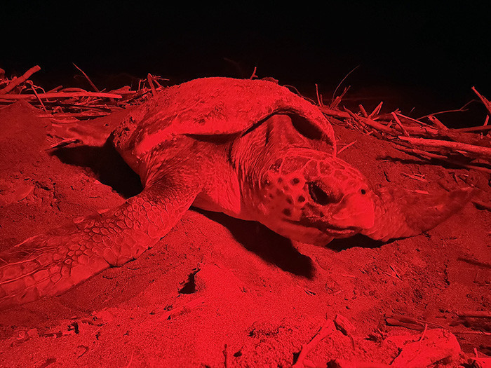 Caretta carettanın yumurtlama anı... Her 1000 yavrudan ancak 2-3 tanesi hayatta kalabiliyor Caretta carettanın yumurtlama anı... Her 1000 yavrudan ancak 2-3 tanesi hayatta kalabiliyor