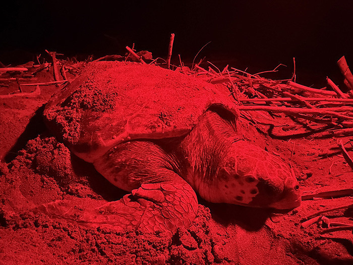 Caretta carettanın yumurtlama anı... Her 1000 yavrudan ancak 2-3 tanesi hayatta kalabiliyor Caretta carettanın yumurtlama anı... Her 1000 yavrudan ancak 2-3 tanesi hayatta kalabiliyor