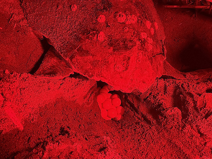 Caretta carettanın yumurtlama anı... Her 1000 yavrudan ancak 2-3 tanesi hayatta kalabiliyor Caretta carettanın yumurtlama anı... Her 1000 yavrudan ancak 2-3 tanesi hayatta kalabiliyor