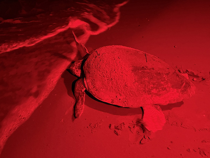 Caretta carettanın yumurtlama anı... Her 1000 yavrudan ancak 2-3 tanesi hayatta kalabiliyor Caretta carettanın yumurtlama anı... Her 1000 yavrudan ancak 2-3 tanesi hayatta kalabiliyor