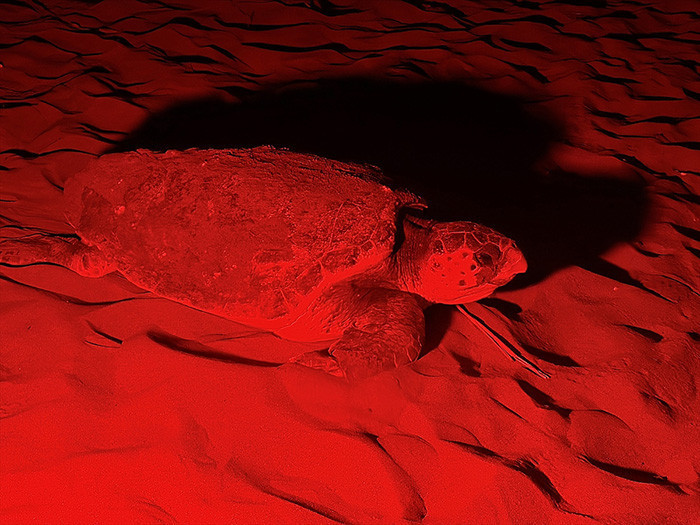 Caretta carettanın yumurtlama anı... Her 1000 yavrudan ancak 2-3 tanesi hayatta kalabiliyor Caretta carettanın yumurtlama anı... Her 1000 yavrudan ancak 2-3 tanesi hayatta kalabiliyor