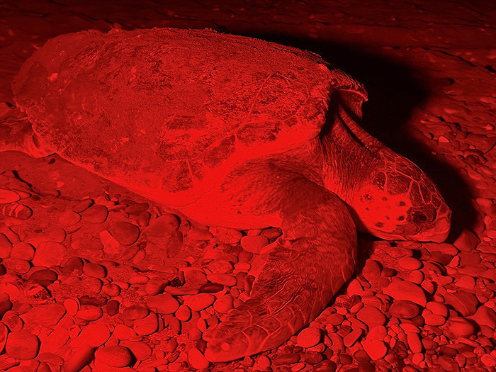 Caretta carettanın yumurtlama anı... Her 1000 yavrudan ancak 2-3 tanesi hayatta kalabiliyor Caretta carettanın yumurtlama anı... Her 1000 yavrudan ancak 2-3 tanesi hayatta kalabiliyor