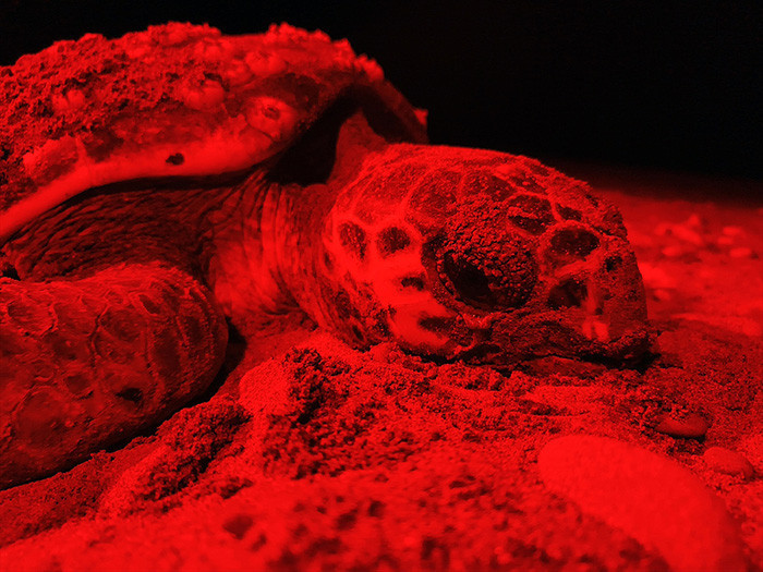 Caretta carettanın yumurtlama anı... Her 1000 yavrudan ancak 2-3 tanesi hayatta kalabiliyor Caretta carettanın yumurtlama anı... Her 1000 yavrudan ancak 2-3 tanesi hayatta kalabiliyor