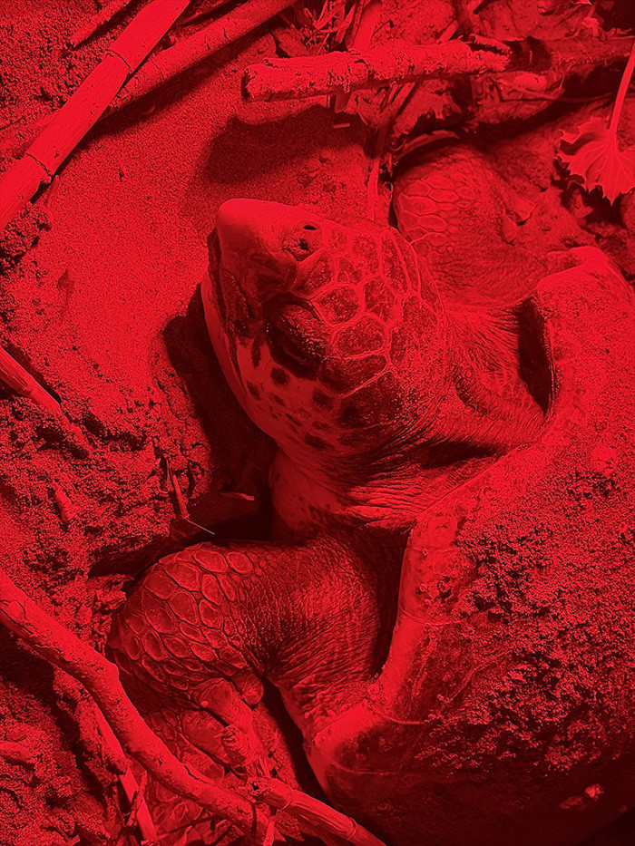 Caretta carettanın yumurtlama anı... Her 1000 yavrudan ancak 2-3 tanesi hayatta kalabiliyor Caretta carettanın yumurtlama anı... Her 1000 yavrudan ancak 2-3 tanesi hayatta kalabiliyor
