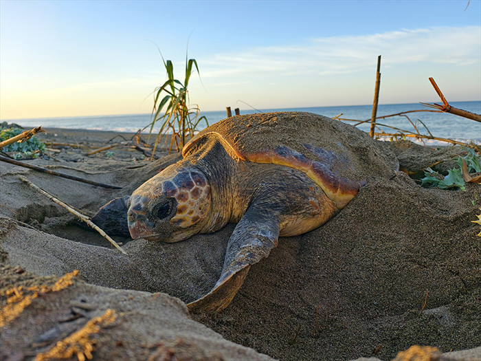Caretta carettanın yumurtlama anı... Her 1000 yavrudan ancak 2-3 tanesi hayatta kalabiliyor Caretta carettanın yumurtlama anı... Her 1000 yavrudan ancak 2-3 tanesi hayatta kalabiliyor