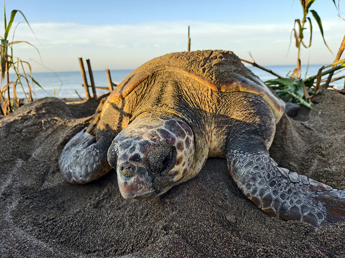 Caretta carettanın yumurtlama anı... Her 1000 yavrudan ancak 2-3 tanesi hayatta kalabiliyor Caretta carettanın yumurtlama anı... Her 1000 yavrudan ancak 2-3 tanesi hayatta kalabiliyor