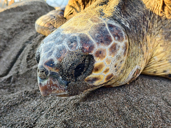Caretta carettanın yumurtlama anı... Her 1000 yavrudan ancak 2-3 tanesi hayatta kalabiliyor Caretta carettanın yumurtlama anı... Her 1000 yavrudan ancak 2-3 tanesi hayatta kalabiliyor