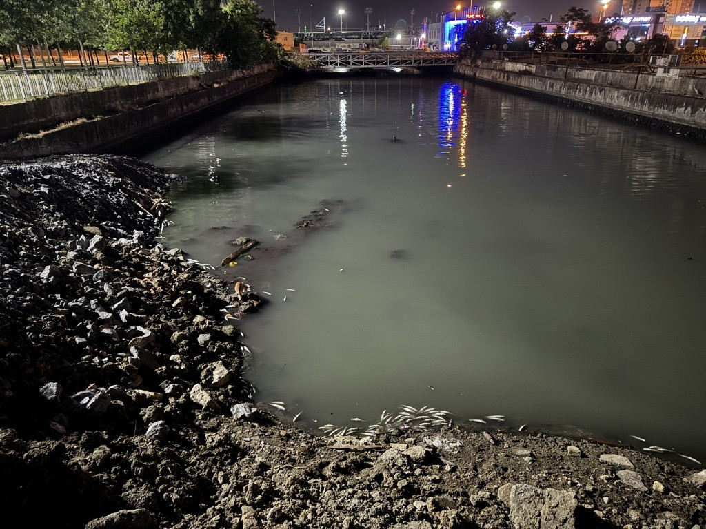 Bakırköy'de dere yatağında ölen binlerce balık kıyıya vurdu