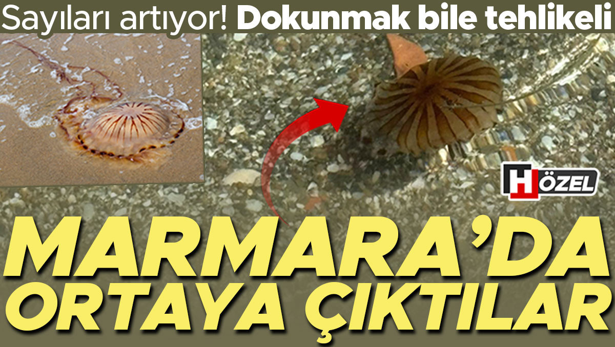 Marmara Denizi’nde ortaya çıktılar! Sayıları artıyor, dokunmak bile tehlikeli