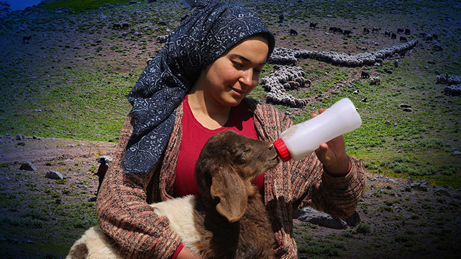 3 bin 300 rakımlı yaylada yaşıyor: Annesi kabul etmedi ama vazgeçmedi! 'Nereye gitsem peşimden geliyorlar'
