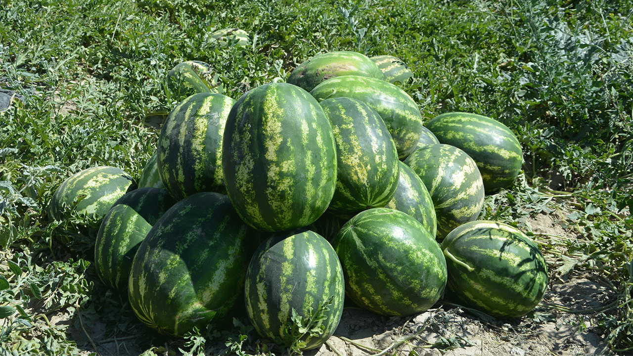 Dağlardan gelen kar sularıyla yetişiyor: Yayla karpuzu tezgahlarda