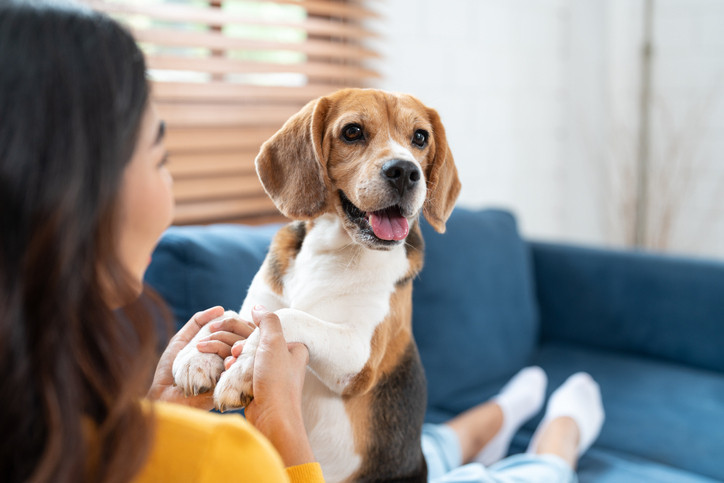 Köpekli evler çocuklar için daha iyi olabilir