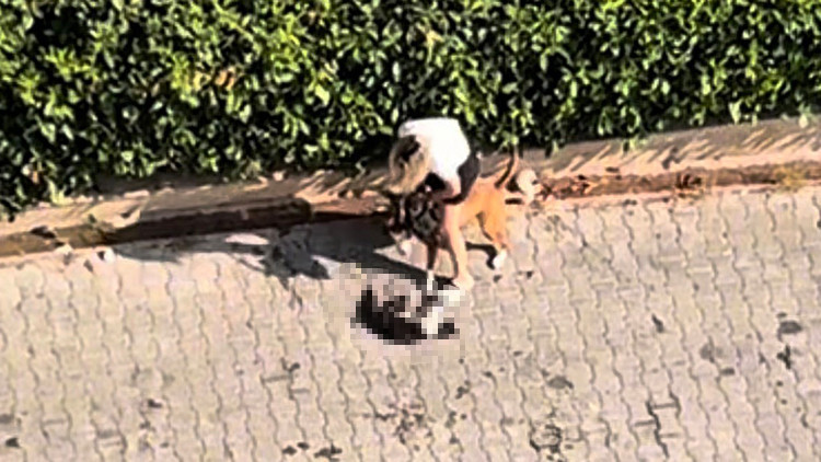 Adana'da korkunç anlar. ağızlıksız pitbull kediyi parçaladı! Sahibi 'Polisi aramayın' diye yalvardı