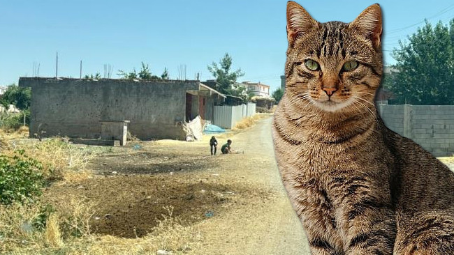 Diyarbakır'da kuduz vakası: Kedinin ısırdığı 4 yaşındaki çocuk entübe edildi! Mahallede çalışmalar başlatıldı