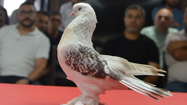 'Güvercin' deyip geçmeyin! Fiyatını duyanlar şok oluyor... Kırmızı halıda boy gösterdiler