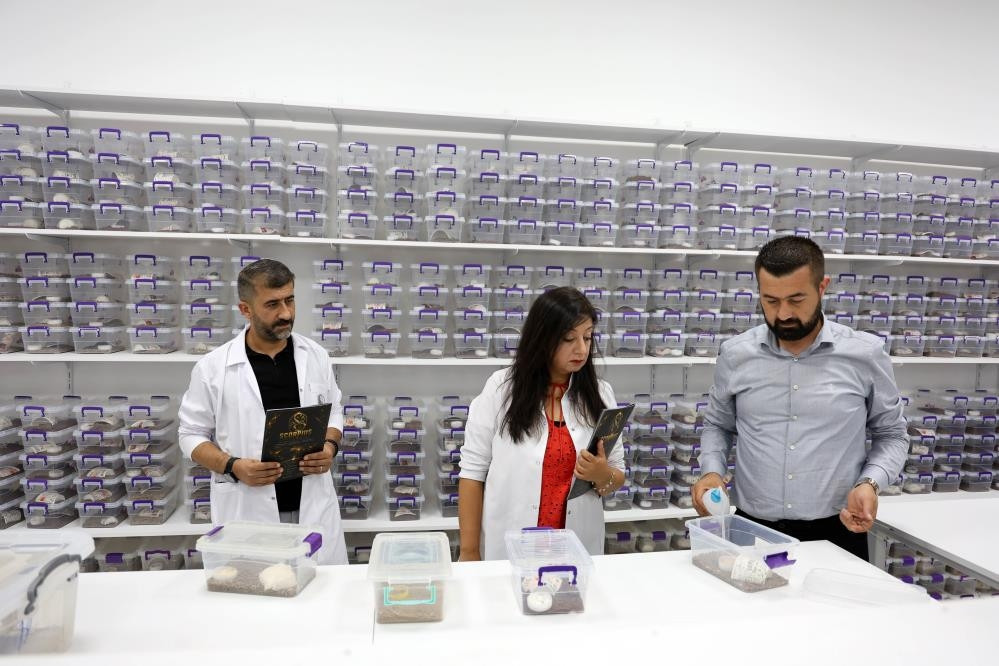  5 bin tane var 15 günde bir sağım yaparak elde ediyoruz