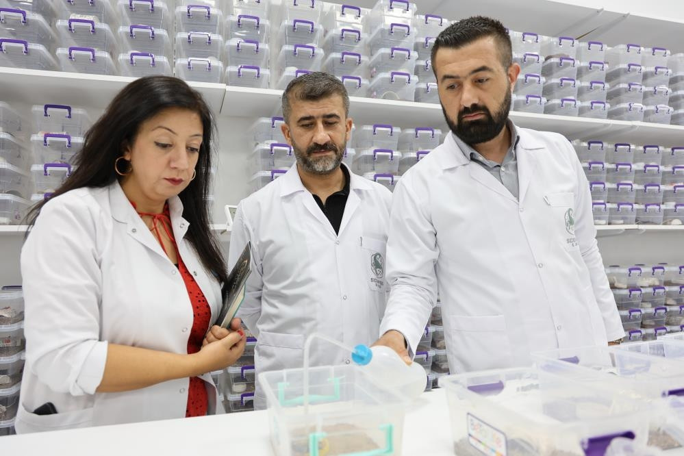  5 bin tane var 15 günde bir sağım yaparak elde ediyoruz