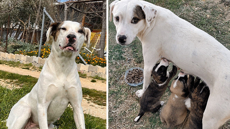 Sokak Köpeği Sütlaç'ın Av Tüfeğiyle Katledilmesi Üzerine Suç Duyurusu