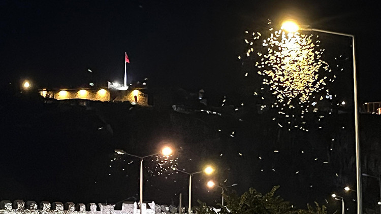 Ardahan'da beyaz kelebeklerin 'ölüm dansı' başladı