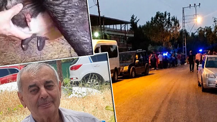 Samsun'daki ölümlü silahlı kavgada şaşırtan detay: İneğin memesine mermi isabet etmiş