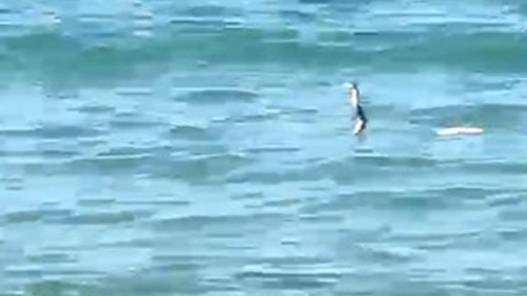 Çeşme'de sığ suda 'yılan' hareketliliği: Panik yapıp kaçan da oldu, yüzmeye devam eden de