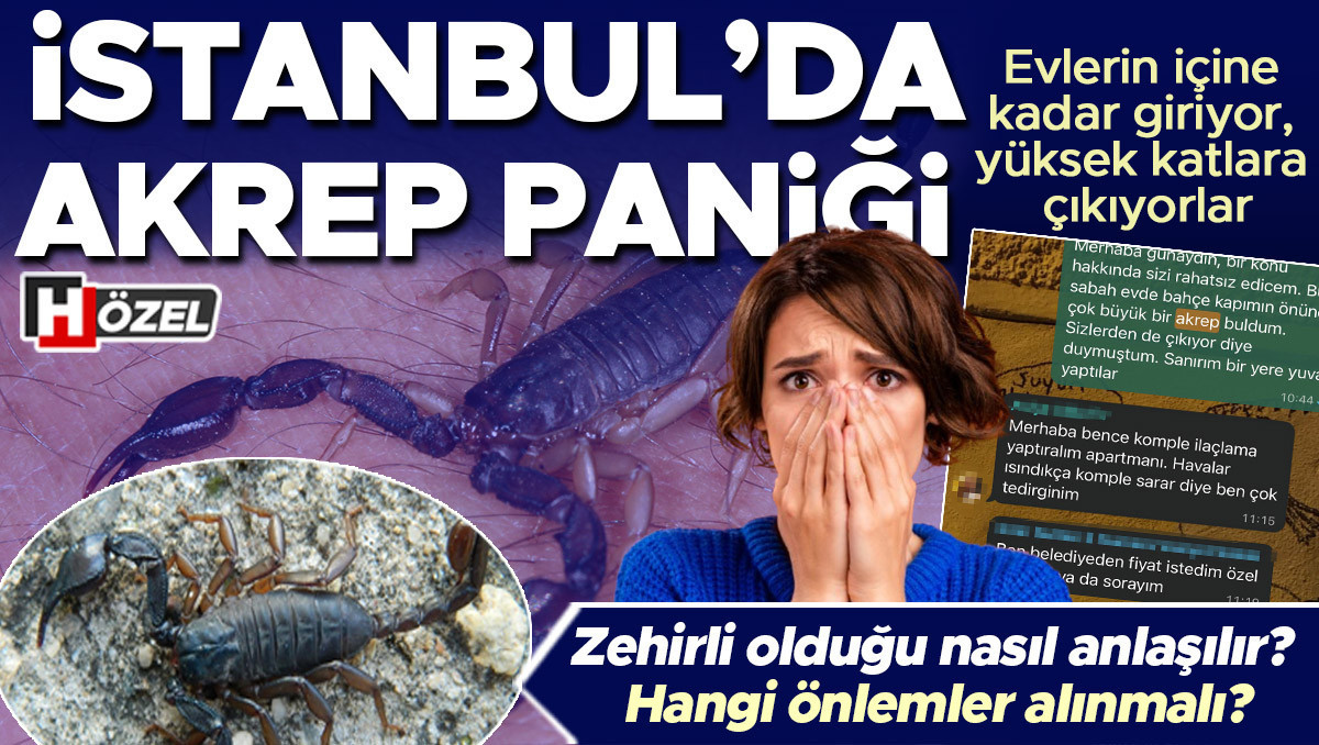 Evlerin içine kadar giriyor, yüksek katlara çıkıyorlar: İstanbul’da akrep paniği! Zehirli olduğu nasıl anlaşılır? Hangi önlemler alınmalı?