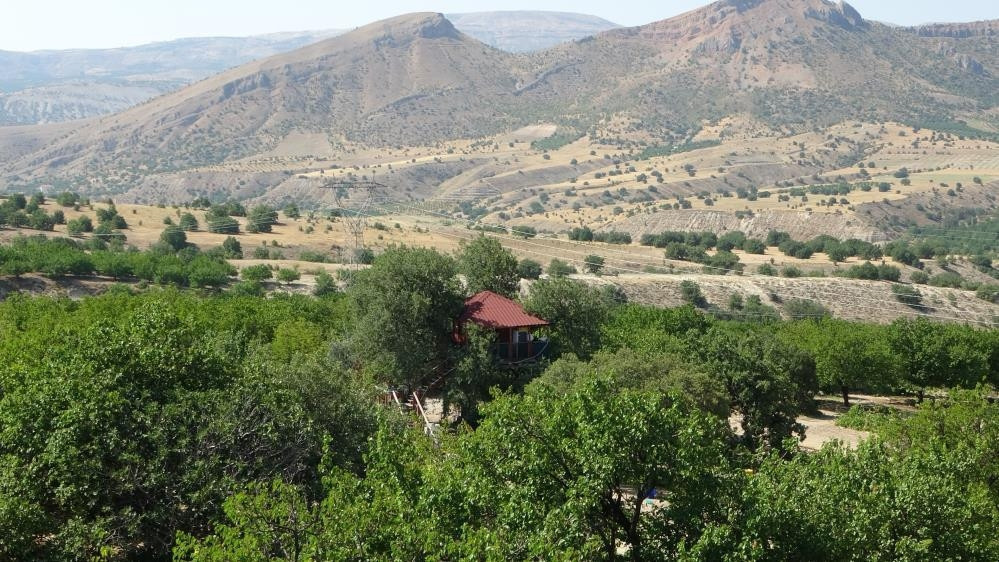 150 yıllık ağacın üzerine yaptı: Bir daire fiyatına mal oldu Karadenizden bir arkadaşım geldi, tavsiye etti
