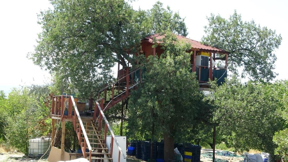 150 yıllık ağacın üzerine yaptı: Bir daire fiyatına mal oldu Karadenizden bir arkadaşım geldi, tavsiye etti