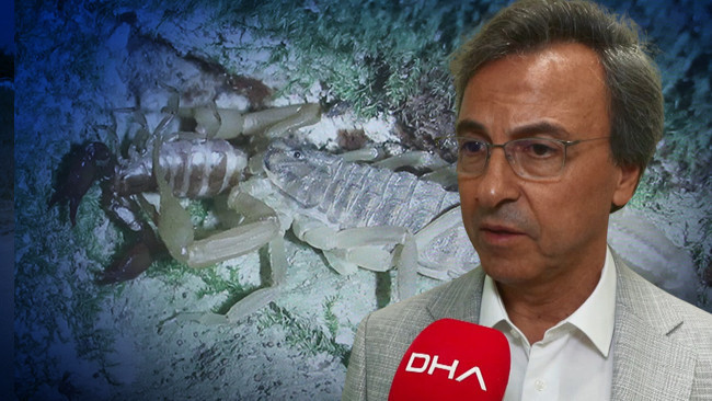İstanbul'da akrep paniği! Prof. Dr. Ahmet Aydın 'Ayakkabılarınızı kontrol edin' diyerek uyardı: 'Kardeşleri yakında olabilir'