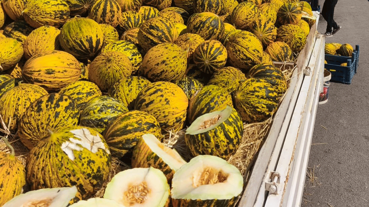 Tek damla su vermeden yetişiyor, kapış kapış satılıyor: Altınova kavunu