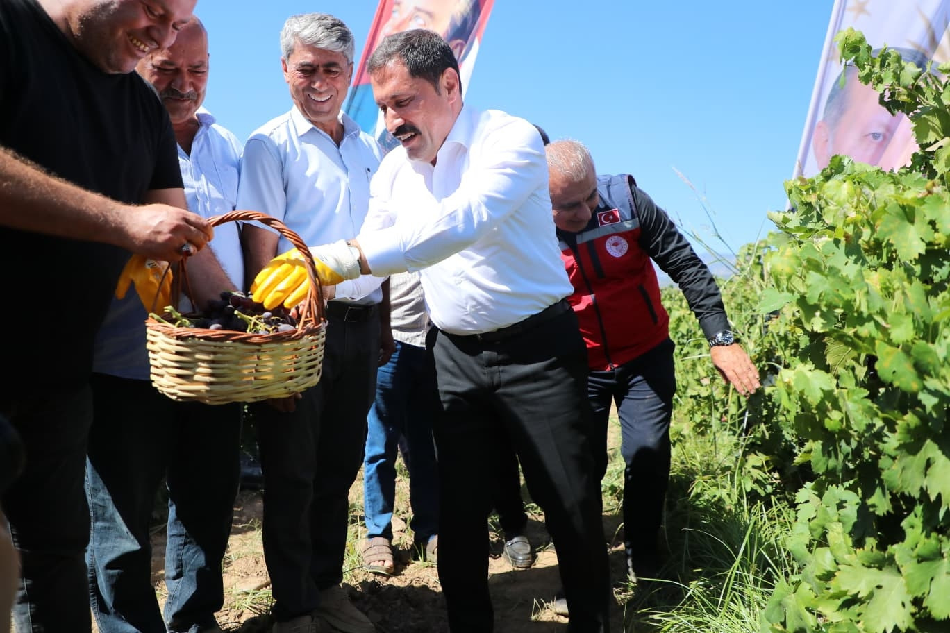 Hatay Haberleri - Hatay'da üzüm hasadı başladı; 85 bin ton rekolte bekleniyor - Yerel Haberler