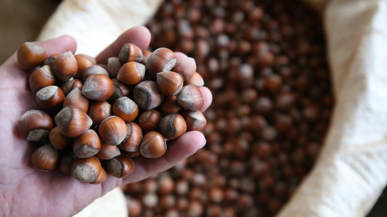 Son dakika... Ticaret Bakanlığı'ndan Ordu ve Giresun'daki fındık piyasasına inceleme