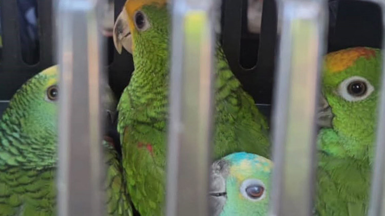 Köprü gişelerinde kaçak kuş operasyonu: Macaw ve Amazon papağanlarına el konuldu