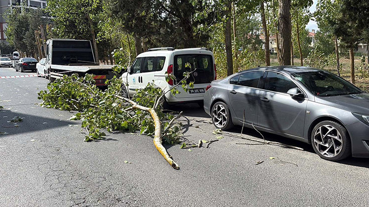 Tekirdağ’da şiddetli rüzgara dayanamayan ağaç dalı iki aracın üzerine düştü