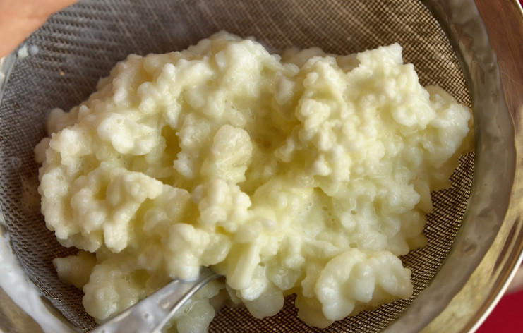 Şişedeki şifa şüphesi: Hazır kefir ve kombucha gerçekten faydalı mı Şişedeki şifa şüphesi: Hazır kefir ve kombucha gerçekten faydalı mı