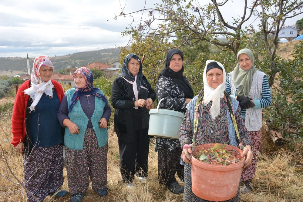 Dağlarda kendiliğinden yetişiyor: 78 yaşındaki nine yıllardır topluyor Bol olduğu için kendimiz yemeyip satıyoruz