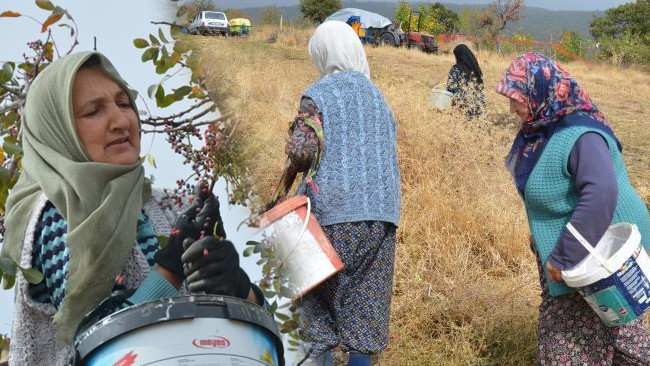 Dağlarda kendiliğinden yetişiyor: 78 yaşındaki nine yıllardır topluyor! 'Bol olduğu için kendimiz yemeyip satıyoruz'
