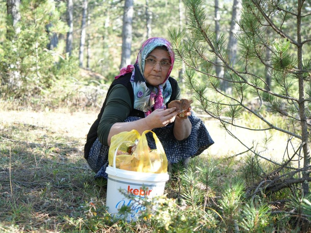 Kovasını alan ormana gidiyor: Yağmurdan sonra çoğaldı Kastamonuda en zevkli iş
