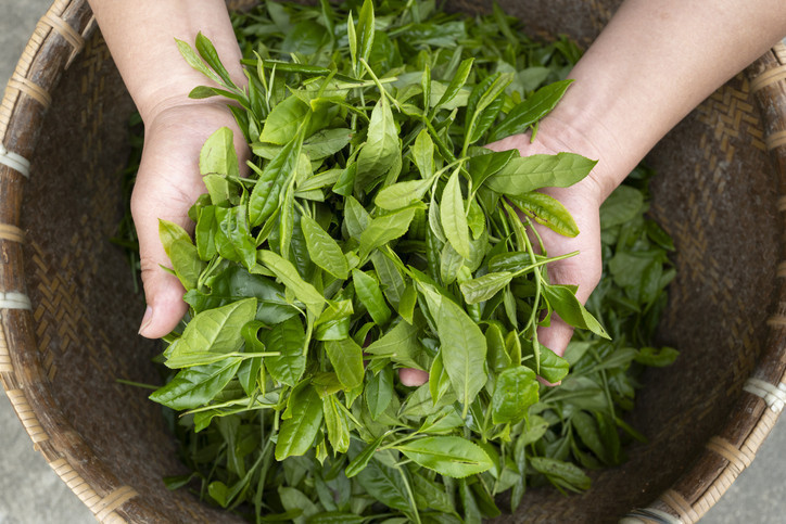 Çay içmek kalp krizi riskini nasıl azaltıyor Sağlığınız için en faydalı çay hangisi Çay içmek kalp krizi riskini nasıl azaltıyor Sağlığınız için en faydalı çay hangisi