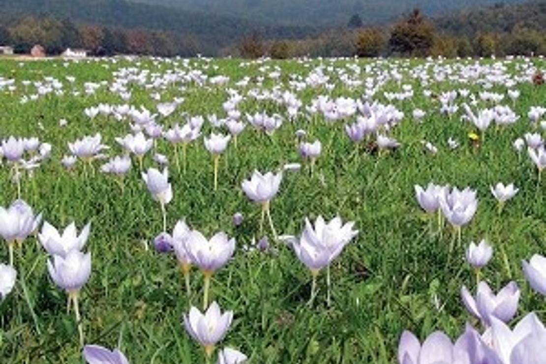 Delmece’nin sonbahar çiğdemleri