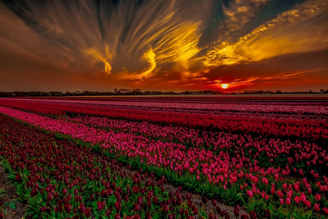 Amsterdam'da laleler arasında renklerin büyüsüne yolculuk