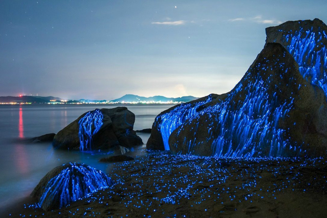 Ateşböceklerinin muazzam görüntüsü