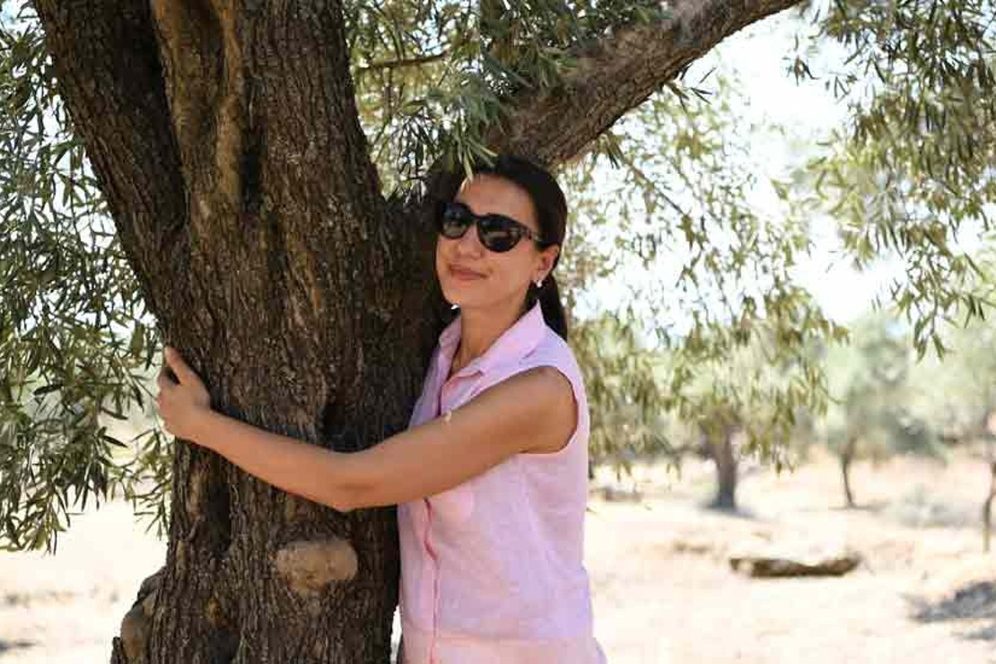 Romalılardan Beri Zeytin Veren Ağaçları Var